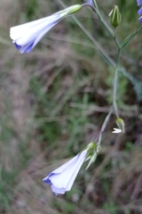 Linum narbonense