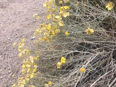 Psilostrophe cooperi