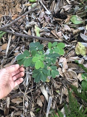 Senna pendula glabrata