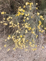 Psilostrophe cooperi