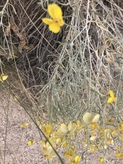 Psilostrophe cooperi