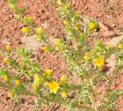 Scolymus hispanicus