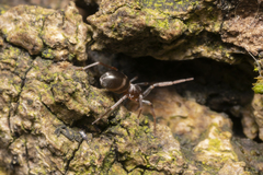 Phrurolithus