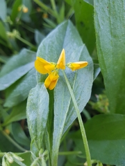 Scorpiurus muricatus