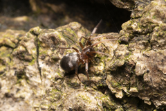 Phrurolithus