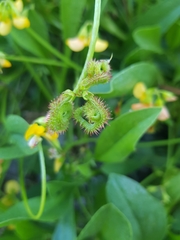 Scorpiurus muricatus