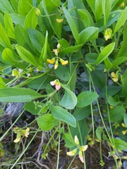 Scorpiurus muricatus