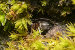 Phrurolithus