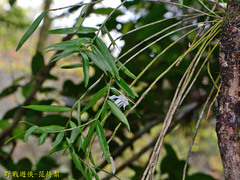 Dendrobium moniliforme