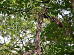 Dendrobium moniliforme