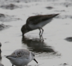 Calidris alpina pacifica