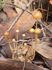 Psilocybe alutacea