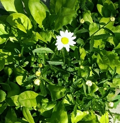 Leucanthemum vulgare