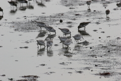 Calidris alpina pacifica