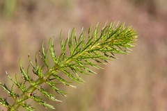 Myriophyllum papillosum