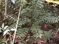 Dysoxylum fraserianum