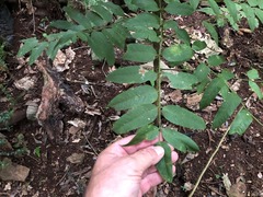 Dysoxylum fraserianum