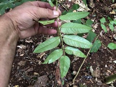 Dysoxylum fraserianum