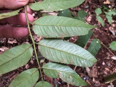 Dysoxylum fraserianum