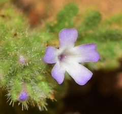 Verbena supina