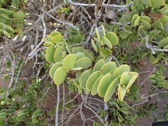 Tetraena stapffii