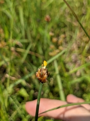 Xyris formosana