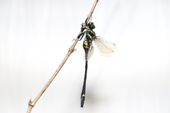 Chlorogomphus shanicus