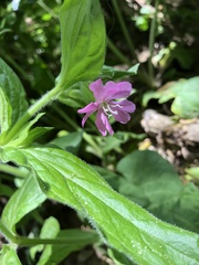 Silene dioica