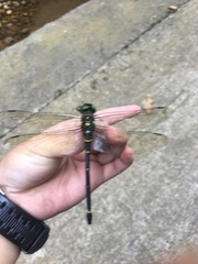 Chlorogomphus shanicus