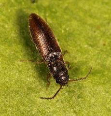 Agriotes pallidulus