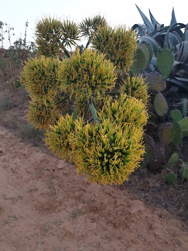 American century plant