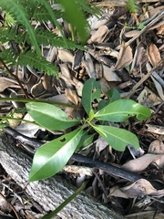 Acronychia imperforata