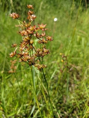 Juncus wallichianus