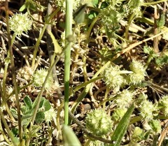 Valerianella coronata