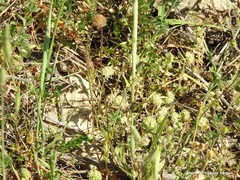 Valerianella coronata