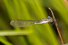 Austrolestes leda