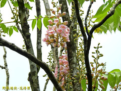 Bretschneidera sinensis