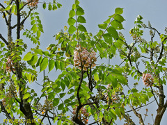 Bretschneidera sinensis