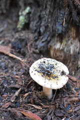 Russula iterika