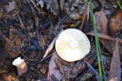 Russula iterika