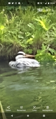 Ardea cinerea