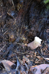 Russula iterika
