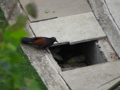 Centropus sinensis parroti