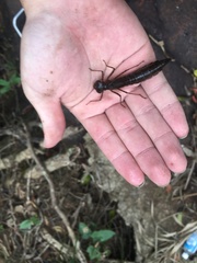Anax aurantiacus