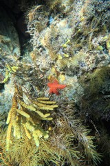 Uniophora