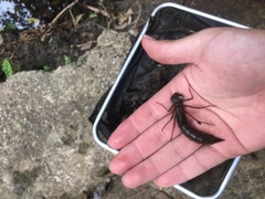 Anax aurantiacus