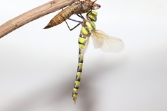 Anax aurantiacus