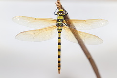Anax aurantiacus