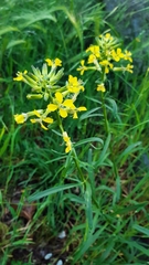 Erysimum rhaeticum