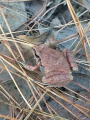 Craugastor mexicanus